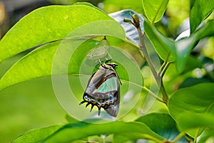 Butterfly change form chrysalis