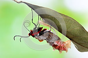 Butterfly change form chrysalis