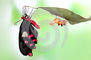 Butterfly change form chrysalis