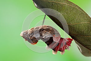 Butterfly change form chrysalis