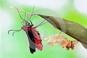Butterfly change form chrysalis