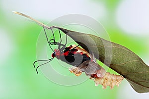 Butterfly change form chrysalis
