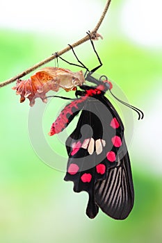 Butterfly change form chrysalis photo