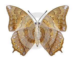 Butterfly Charaxes bernardus underside