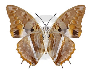 Butterfly Charaxes cynthia underside