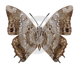 Butterfly Charaxes etheocles carpenter underside