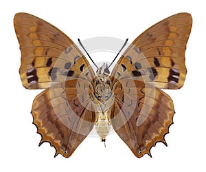 Butterfly Charaxes lucretius underside