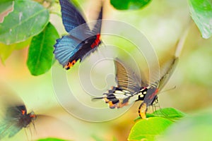 Mariposa perseguir en naturaleza el insectos en movimienot anos 