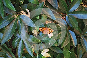 Butterfly cherish the sun on the leaves of a shrub