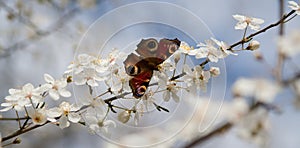 Butterfly on cherry tree