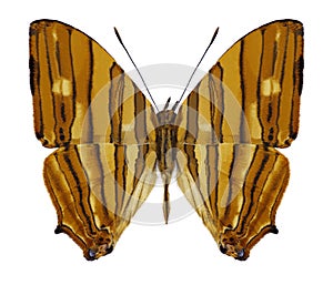 Butterfly Chersonesia risa