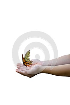 Butterfly on child hand