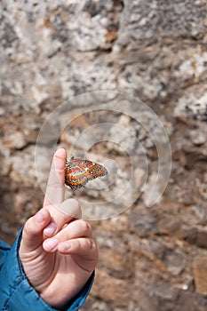 Butterfly on child's finger