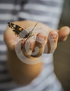 Butterfly on the child`s hand