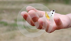 Butterfly in a child`s hand. butterfly on a child`s palm. soft focus