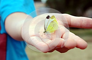 Butterfly in a child`s hand. butterfly on a child`s palm. soft focus