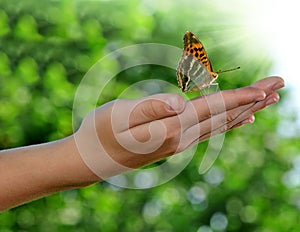 Butterfly on the childen hand