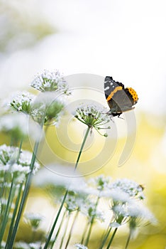 Butterfly on the chive flower