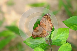 Butterfly (chocolate pansy/ junonia iphita)