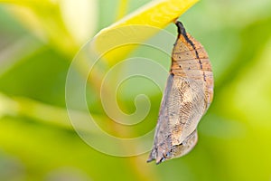 Mariposa crisálida de mariposa 