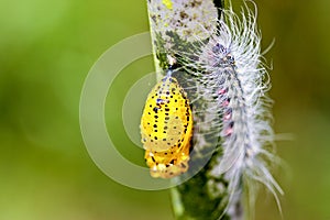 Butterfly chrysalis