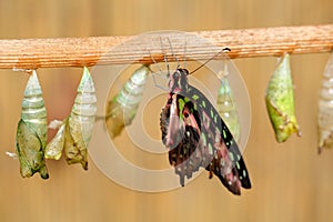 Butterfly chrysalis, insect beahaviour. Butterfly Tailed jay, Graphium agamemnon, birth - first minute of life. Nature habitat