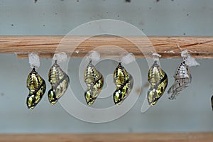 Butterfly Chrysalis Pupas