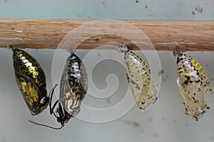 Butterfly Chrysalis Pupas
