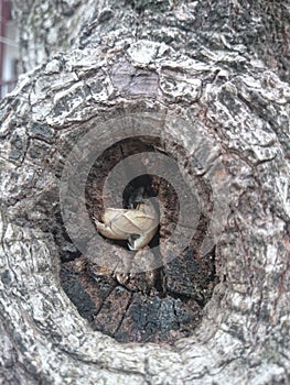 Butterfly chrysalis on a trunk photo