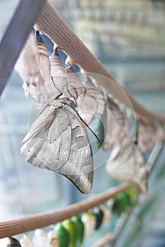 Butterfly and chrysalises