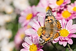 Butterfly on chrysanthemum flower