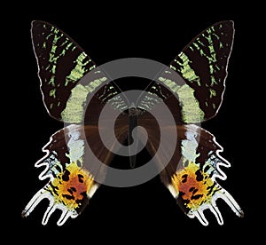 Butterfly Chrysiridia rhipheus