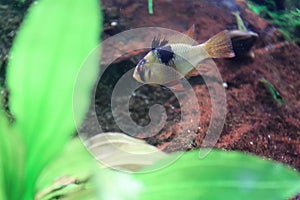 Butterfly cichlid