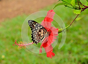 The butterfly and cinese rose flower photo