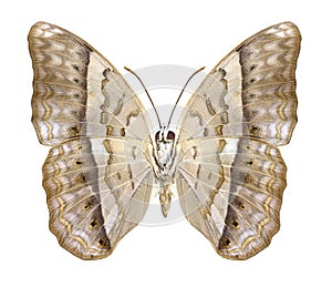 Butterfly Cirrochroa tyche