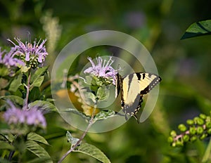 Butterfly clinging to the side of purple flower in the meadow