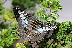 Butterfly Clipper Parthenos sylvia tropical butterlfy