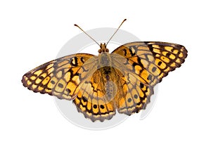Butterfly with Clipping Path