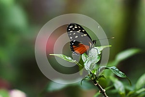 Butterfly close-up