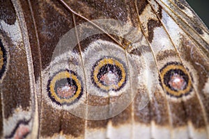 BUtterfly close up detail texture of wing