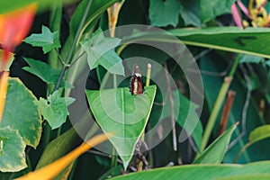 Butterfly with closed wings on a leaf. High quality photo.. Selective focus