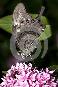 Butterfly closeup.