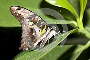 Butterfly closeup.