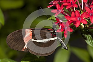 Butterfly closeup.