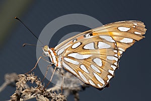 Butterfly closeup.