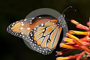 Butterfly closeup.