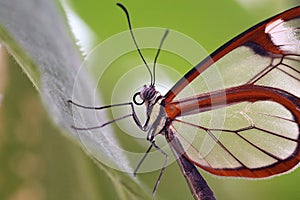 Butterfly closeup