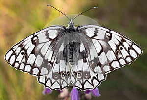 Butterfly closeup