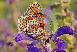 Butterfly closeup in Brembo park