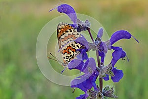 Butterfly closeup in Brembo park